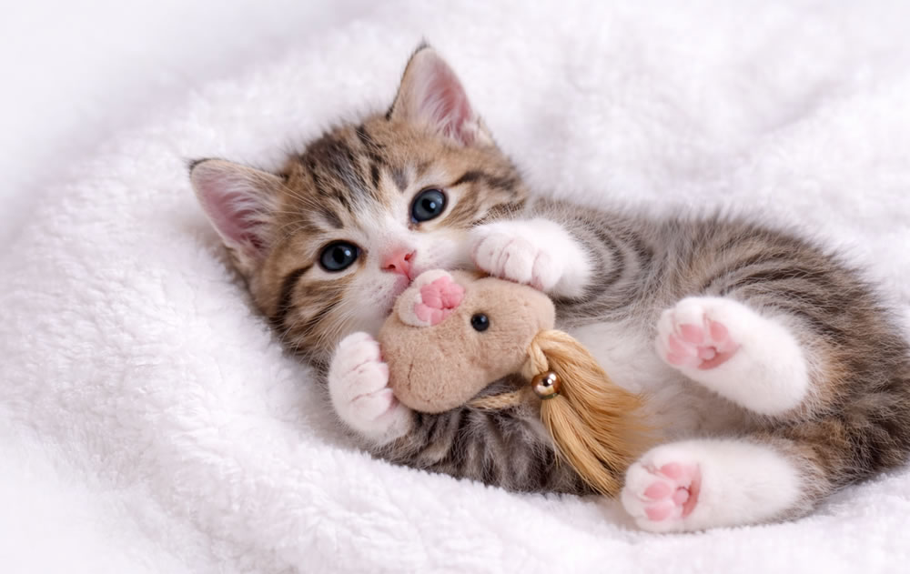 Cat Category